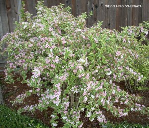 Weigela florida 'Variegata' - blooming 2 